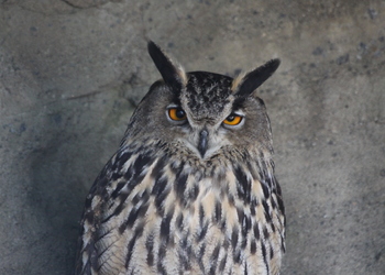 Uhu (Bubu bubo) - © Emanuel Trummer